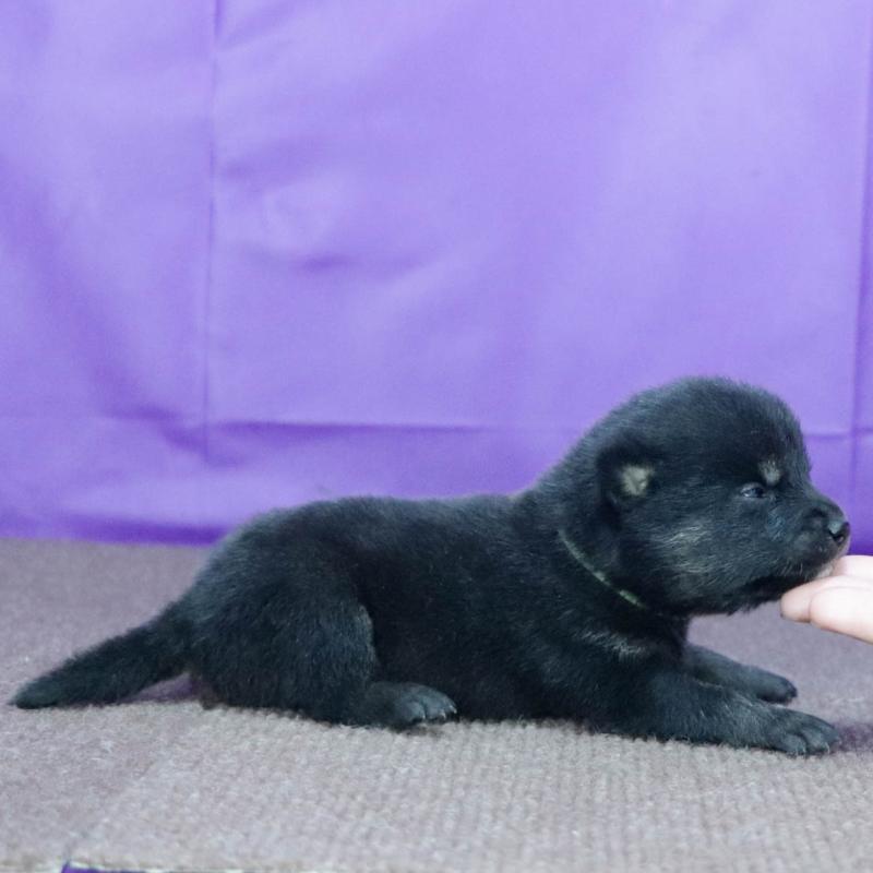 販売中の愛知県の柴犬-407006の2枚目